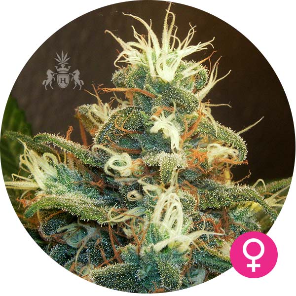 Hempire AK-47 Feminised