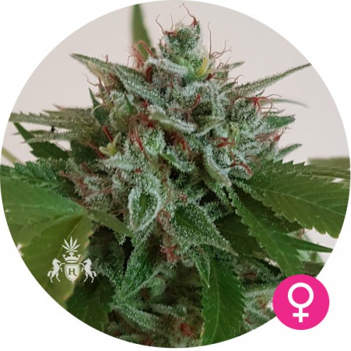 CBD_CriticalCBD_Critical