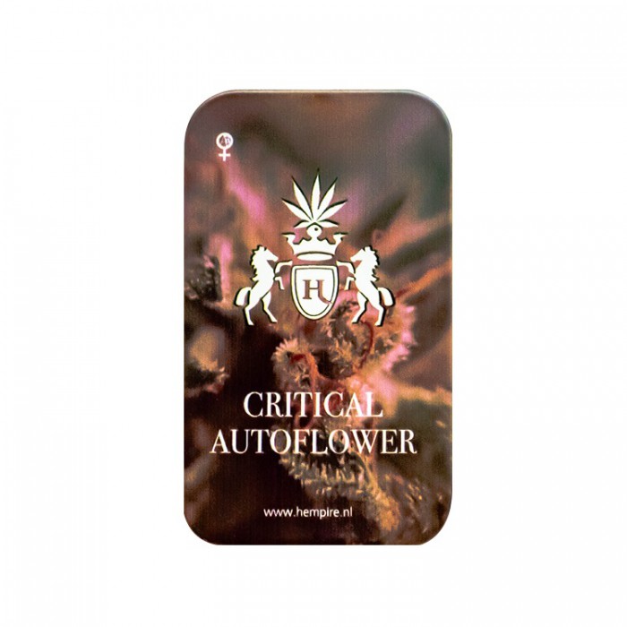 Critical autoflower - Afbeelding 2
